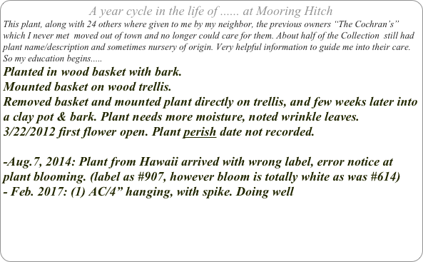 A year cycle in the life of ...... at Mooring Hitch
This plant, along with 24 others where given to me by my neighbor, the previous owners “The Cochran’s” which I never met  moved out of town and no longer could care for them. About half of the Collection  still had plant name/description and sometimes nursery of origin. Very helpful information to guide me into their care.
So my education begins.....
Planted in wood basket with bark.
Mounted basket on wood trellis.
Removed basket and mounted plant directly on trellis, and few weeks later into a clay pot & bark. Plant needs more moisture, noted wrinkle leaves.
3/22/2012 first flower open. Plant perish date not recorded.

-Aug.7, 2014: Plant from Hawaii arrived with wrong label, error notice at plant blooming. (label as #907, however bloom is totally white as was #614)
- Feb. 2017: (1) AC/4” hanging, with spike. Doing well