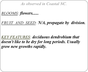 As observed in Coastal NC.

BLOOMS: flowers......

FRUIT  AND  SEED: N/A, propagate by  division.


KEY FEATURES: deciduous dendrobium that doesn't like to be dry for long periods. Usually grow new growths rapidly.