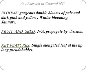 As observed in Coastal NC.

BLOOMS: gorgeous double blooms of pale and dark pink and yellow . Winter blooming, January.

FRUIT  AND  SEED: N/A, propagate by  division.


KEY FEATURES: Single elongated leaf at the tip long pseudobubles.