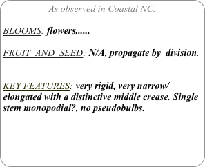 As observed in Coastal NC.

BLOOMS: flowers......

FRUIT  AND  SEED: N/A, propagate by  division.


KEY FEATURES: very rigid, very narrow/elongated with a distinctive middle crease. Single stem monopodial?, no pseudobulbs.