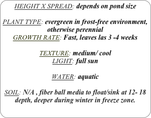 HEIGHT X SPREAD: depends on pond size

PLANT TYPE: evergreen in frost-free environment, otherwise perennial
GROWTH RATE: Fast, leaves las 3 -4 weeks

TEXTURE: medium/ cool
LIGHT: full sun

WATER: aquatic

SOIL: N/A , fiber ball media to float/sink at 12- 18 depth, deeper during winter in freeze zone.
