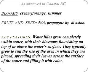As observed in Coastal NC.

BLOOMS: creamy/orange, summer

FRUIT  AND  SEED: N/A, propagate by  division.


KEY FEATURES: Water lilies grow completely within water, with their blossoms flourishing on top of or above the water’s surface. They typically grow to suit the size of the area in which they are placed, spreading their leaves across the surface of the water and filling it with color.