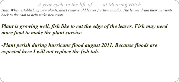 A year cycle in the life of ...... at Mooring Hitch
Hint: When establishing new plants, don't remove old leaves for two months. The leaves drain their nutrients back to the root to help make new roots.

Plant is growing well, fish like to eat the edge of the leaves. Fish may need more food to make the plant survive.

-Plant perish during hurricane flood august 2011. Because floods are expected here I will not replace the fish tub.