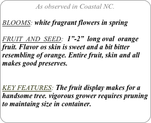 As observed in Coastal NC.

BLOOMS: white fragrant flowers in spring

FRUIT  AND  SEED:  1”-2”  long oval  orange fruit. Flavor os skin is sweet and a bit bitter resembling of orange. Entire fruit, skin and all makes good preserves.


KEY FEATURES: The fruit display makes for a handsome tree. vigorous grower requires pruning to maintaing size in container.