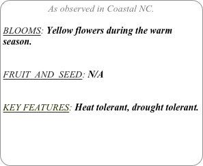 As observed in Coastal NC.

BLOOMS: Yellow flowers during the warm season.


FRUIT  AND  SEED: N/A


KEY FEATURES: Heat tolerant, drought tolerant. 