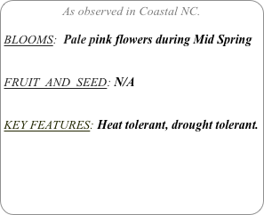 As observed in Coastal NC.

BLOOMS:  Pale pink flowers during Mid Spring 


FRUIT  AND  SEED: N/A


KEY FEATURES: Heat tolerant, drought tolerant. 