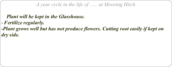 A year cycle in the life of ...... at Mooring Hitch

    Plant will be kept in the Glasshouse.
Fertilize regularly.
-Plant grows well but has not produce flowers. Cutting root easily if kept on dry side.


