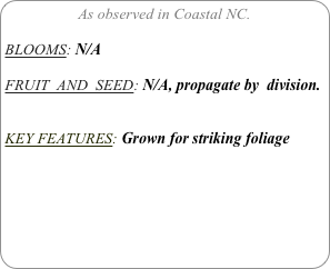 As observed in Coastal NC.

BLOOMS: N/A

FRUIT  AND  SEED: N/A, propagate by  division.


KEY FEATURES: Grown for striking foliage