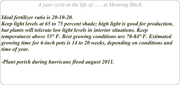 A year cycle in the life of ...... at Mooring Hitch

Ideal fertilizer ratio is 20-10-20.
Keep light levels at 65 to 75 percent shade; high light is good for production, but plants will tolerate low light levels in interior situations. Keep temperatures above 55° F. Best growing conditions are 70-84° F. Estimated growing time for 6-inch pots is 14 to 20 weeks, depending on conditions and time of year.

-Plant perish during hurricane flood august 2011.

