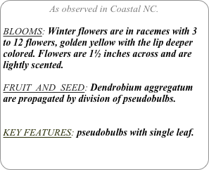 As observed in Coastal NC.

BLOOMS: Winter flowers are in racemes with 3 to 12 flowers, golden yellow with the lip deeper colored. Flowers are 1½ inches across and are lightly scented.

FRUIT  AND  SEED: Dendrobium aggregatum are propagated by division of pseudobulbs.


KEY FEATURES: pseudobulbs with single leaf.