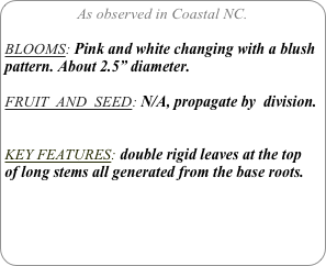 As observed in Coastal NC.

BLOOMS: Pink and white changing with a blush pattern. About 2.5” diameter.

FRUIT  AND  SEED: N/A, propagate by  division.


KEY FEATURES: double rigid leaves at the top
of long stems all generated from the base roots.