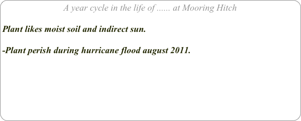 A year cycle in the life of ...... at Mooring Hitch

Plant likes moist soil and indirect sun.

-Plant perish during hurricane flood august 2011.