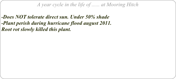 A year cycle in the life of ...... at Mooring Hitch

-Does NOT tolerate direct sun. Under 50% shade
-Plant perish during hurricane flood august 2011. 
Root rot slowly killed this plant.
