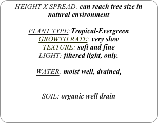 HEIGHT X SPREAD: can reach tree size in natural environment

PLANT TYPE:Tropical-Evergreen
GROWTH RATE: very slow
TEXTURE: soft and fine
LIGHT: filtered light, only.

WATER: moist well, drained, 


SOIL: organic well drain
