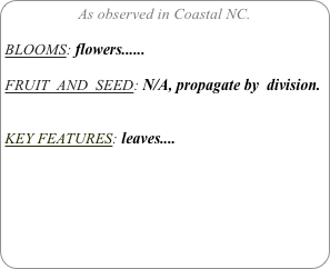As observed in Coastal NC.

BLOOMS: flowers......

FRUIT  AND  SEED: N/A, propagate by  division.


KEY FEATURES: leaves....