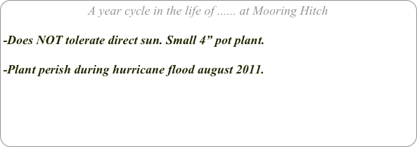 A year cycle in the life of ...... at Mooring Hitch

-Does NOT tolerate direct sun. Small 4” pot plant.

-Plant perish during hurricane flood august 2011.