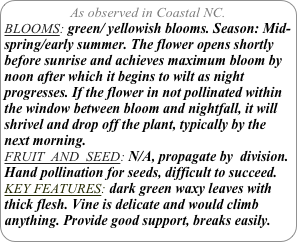 As observed in Coastal NC.
BLOOMS: green/ yellowish blooms. Season: Mid- spring/early summer. The flower opens shortly before sunrise and achieves maximum bloom by noon after which it begins to wilt as night progresses. If the flower in not pollinated within the window between bloom and nightfall, it will shrivel and drop off the plant, typically by the next morning. 
FRUIT  AND  SEED: N/A, propagate by  division.
Hand pollination for seeds, difficult to succeed.
KEY FEATURES: dark green waxy leaves with thick flesh. Vine is delicate and would climb anything. Provide good support, breaks easily. 