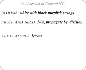 As observed in Coastal NC.

BLOOMS: white with black purplish strings

FRUIT  AND  SEED: N/A, propagate by  division.


KEY FEATURES: leaves....