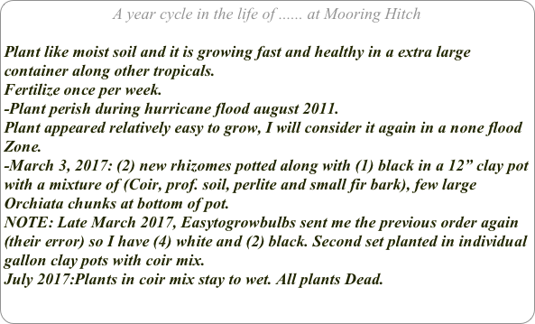 A year cycle in the life of ...... at Mooring Hitch

Plant like moist soil and it is growing fast and healthy in a extra large container along other tropicals.
Fertilize once per week.
-Plant perish during hurricane flood august 2011.
Plant appeared relatively easy to grow, I will consider it again in a none flood Zone.
-March 3, 2017: (2) new rhizomes potted along with (1) black in a 12” clay pot
with a mixture of (Coir, prof. soil, perlite and small fir bark), few large Orchiata chunks at bottom of pot.
NOTE: Late March 2017, Easytogrowbulbs sent me the previous order again
(their error) so I have (4) white and (2) black. Second set planted in individual gallon clay pots with coir mix.
July 2017:Plants in coir mix stay to wet. All plants Dead.