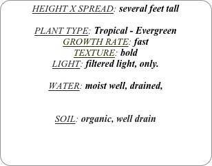 HEIGHT X SPREAD: several feet tall

PLANT TYPE: Tropical - Evergreen
GROWTH RATE: fast
TEXTURE: bold
LIGHT: filtered light, only.

WATER: moist well, drained, 


SOIL: organic, well drain
