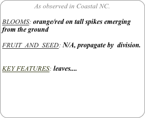 As observed in Coastal NC.

BLOOMS: orange/red on tall spikes emerging from the ground

FRUIT  AND  SEED: N/A, propagate by  division.


KEY FEATURES: leaves....