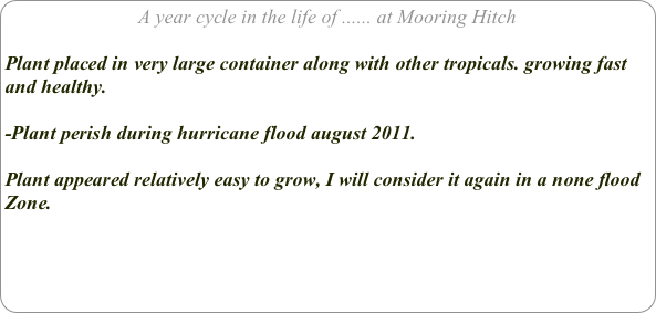 A year cycle in the life of ...... at Mooring Hitch

Plant placed in very large container along with other tropicals. growing fast and healthy.

-Plant perish during hurricane flood august 2011.

Plant appeared relatively easy to grow, I will consider it again in a none flood Zone.

