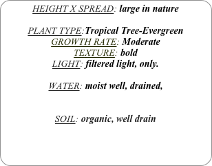 HEIGHT X SPREAD: large in nature

PLANT TYPE:Tropical Tree-Evergreen
GROWTH RATE: Moderate
TEXTURE: bold
LIGHT: filtered light, only.

WATER: moist well, drained, 


SOIL: organic, well drain
