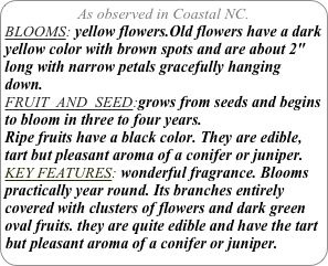 As observed in Coastal NC.
BLOOMS: yellow flowers.Old flowers have a dark yellow color with brown spots and are about 2" long with narrow petals gracefully hanging down.
FRUIT  AND  SEED:grows from seeds and begins to bloom in three to four years.
Ripe fruits have a black color. They are edible, tart but pleasant aroma of a conifer or juniper.
KEY FEATURES: wonderful fragrance. Blooms practically year round. Its branches entirely covered with clusters of flowers and dark green oval fruits. they are quite edible and have the tart but pleasant aroma of a conifer or juniper.