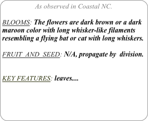 As observed in Coastal NC.

BLOOMS: The flowers are dark brown or a dark maroon color with long whisker-like filaments resembling a flying bat or cat with long whiskers.

FRUIT  AND  SEED: N/A, propagate by  division.


KEY FEATURES: leaves....
