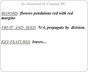 As observed in Coastal NC.

BLOOMS: flowers pendulous red with red margins

FRUIT  AND  SEED: N/A, propagate by  division.


KEY FEATURES: leaves....