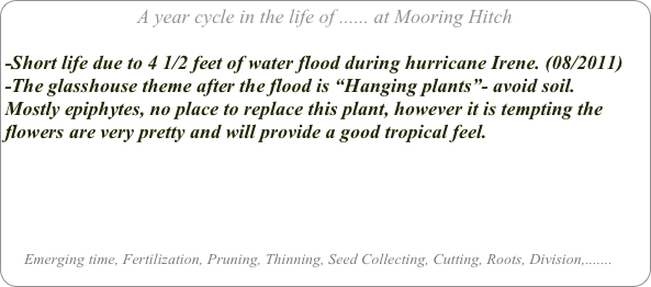 A year cycle in the life of ...... at Mooring Hitch

-Short life due to 4 1/2 feet of water flood during hurricane Irene. (08/2011)
-The glasshouse theme after the flood is “Hanging plants”- avoid soil. 
Mostly epiphytes, no place to replace this plant, however it is tempting the flowers are very pretty and will provide a good tropical feel.





     Emerging time, Fertilization, Pruning, Thinning, Seed Collecting, Cutting, Roots, Division,.......