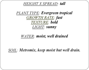 HEIGHT X SPREAD: tall

PLANT TYPE: Evergreen tropical
GROWTH RATE: fast
TEXTURE: bold
LIGHT: sunny

WATER: moist, well drained 


SOIL: Metromix, keep moist but well drain.

