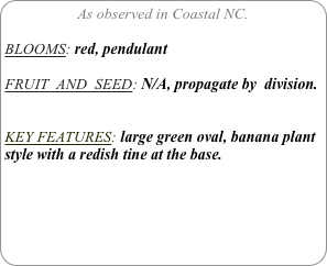 As observed in Coastal NC.

BLOOMS: red, pendulant

FRUIT  AND  SEED: N/A, propagate by  division.


KEY FEATURES: large green oval, banana plant style with a redish tine at the base. 