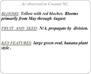 As observed in Coastal NC.

BLOOMS: Yellow with red bloches. Blooms primarily from May through August

FRUIT  AND  SEED: N/A, propagate by  division.


KEY FEATURES: large green oval, banana plant style .