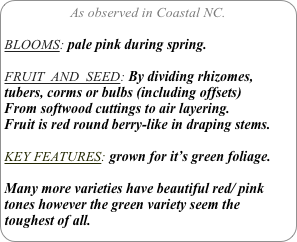 As observed in Coastal NC.

BLOOMS: pale pink during spring.

FRUIT  AND  SEED: By dividing rhizomes, tubers, corms or bulbs (including offsets) From softwood cuttings to air layering. 
Fruit is red round berry-like in draping stems.

KEY FEATURES: grown for it’s green foliage.

Many more varieties have beautiful red/ pink tones however the green variety seem the toughest of all.