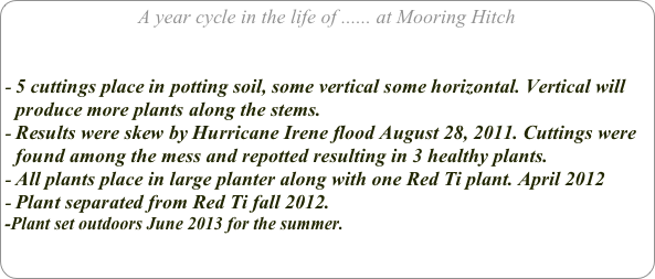 A year cycle in the life of ...... at Mooring Hitch


5 cuttings place in potting soil, some vertical some horizontal. Vertical will produce more plants along the stems.
Results were skew by Hurricane Irene flood August 28, 2011. Cuttings were found among the mess and repotted resulting in 3 healthy plants.
All plants place in large planter along with one Red Ti plant. April 2012
Plant separated from Red Ti fall 2012. 
-Plant set outdoors June 2013 for the summer.