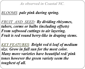 As observed in Coastal NC.

BLOOMS: pale pink during spring.

FRUIT  AND  SEED: By dividing rhizomes, tubers, corms or bulbs (including offsets) From softwood cuttings to air layering. 
Fruit is red round berry-like in draping stems.

KEY FEATURES: Bright red ti leaf of medium size. Grow in full sun for the most color.
Many more varieties have beautiful red/ pink tones however the green variety seem the toughest of all.