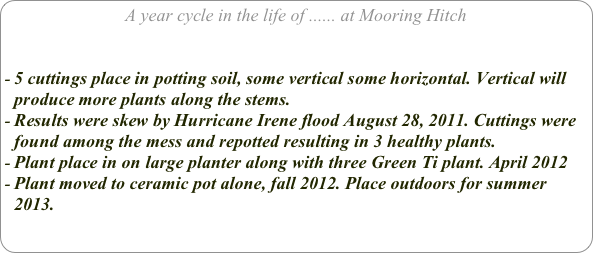 A year cycle in the life of ...... at Mooring Hitch


5 cuttings place in potting soil, some vertical some horizontal. Vertical will produce more plants along the stems.
Results were skew by Hurricane Irene flood August 28, 2011. Cuttings were found among the mess and repotted resulting in 3 healthy plants.
Plant place in on large planter along with three Green Ti plant. April 2012
Plant moved to ceramic pot alone, fall 2012. Place outdoors for summer 2013.
