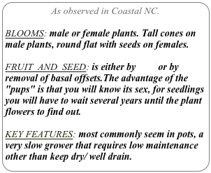 As observed in Coastal NC.

BLOOMS: male or female plants. Tall cones on male plants, round flat with seeds on females.

FRUIT  AND  SEED: is either by seed or by removal of basal offsets.The advantage of the "pups" is that you will know its sex, for seedlings you will have to wait several years until the plant flowers to find out.

KEY FEATURES: most commonly seem in pots, a very slow grower that requires low maintenance other than keep dry/ well drain.