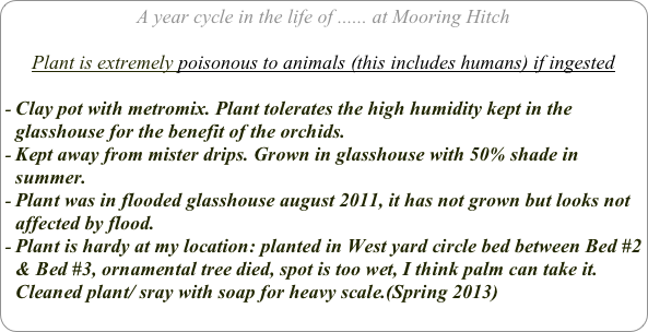 A year cycle in the life of ...... at Mooring Hitch

Plant is extremely poisonous to animals (this includes humans) if ingested

Clay pot with metromix. Plant tolerates the high humidity kept in the glasshouse for the benefit of the orchids.
Kept away from mister drips. Grown in glasshouse with 50% shade in summer.
Plant was in flooded glasshouse august 2011, it has not grown but looks not affected by flood.
Plant is hardy at my location: planted in West yard circle bed between Bed #2 & Bed #3, ornamental tree died, spot is too wet, I think palm can take it. Cleaned plant/ sray with soap for heavy scale.(Spring 2013)
