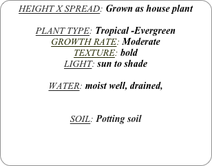 HEIGHT X SPREAD: Grown as house plant

PLANT TYPE: Tropical -Evergreen
GROWTH RATE: Moderate
TEXTURE: bold
LIGHT: sun to shade

WATER: moist well, drained, 


SOIL: Potting soil
