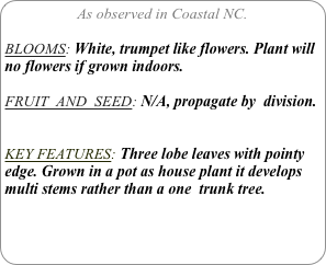 As observed in Coastal NC.

BLOOMS: White, trumpet like flowers. Plant will no flowers if grown indoors.

FRUIT  AND  SEED: N/A, propagate by  division.


KEY FEATURES: Three lobe leaves with pointy edge. Grown in a pot as house plant it develops multi stems rather than a one  trunk tree.