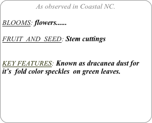 As observed in Coastal NC.

BLOOMS: flowers......

FRUIT  AND  SEED: Stem cuttings


KEY FEATURES: Known as dracanea dust for it’s  fold color speckles  on green leaves.