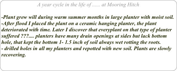 A year cycle in the life of ...... at Mooring Hitch

-Plant grew will during warm summer months in large planter with moist soil.
-After flood I placed the plant on a ceramic hanging planter, the plant deteriorated with time. Later I discover that everyplant on that type of planter suffered ???.... planters have many drain openings at sides but lack bottom hole, that kept the bottom 1- 1.5 inch of soil always wet rotting the roots.
- drilled holes in all my planters and repotted with new soil. Plants are slowly recovering.

