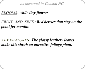 As observed in Coastal NC.

BLOOMS: white tiny flowers

FRUIT  AND  SEED: Red berries that stay on the plant for months


KEY FEATURES: The glossy leathery leaves make this shrub an attractive foliage plant.