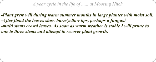 A year cycle in the life of ...... at Mooring Hitch

-Plant grew will during warm summer months in large planter with moist soil.
-After flood the leaves show burn/yellow tips, perhaps a fungus?
-multi stems crowd leaves. As soon as warm weather is stable I will prune to one to three stems and attempt to recover plant growth.
