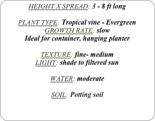 HEIGHT X SPREAD: 3 - 8 ft long

PLANT TYPE: Tropical vine - Evergreen
GROWTH RATE: slow
Ideal for container, hanging planter

TEXTURE: fine- medium
LIGHT: shade to filtered sun

WATER: moderate

SOIL: Potting soil
