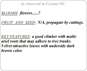As observed in Coastal NC.

BLOOMS: flowers......?

FRUIT  AND  SEED: N/A, propagate by cuttings.


KEY FEATURES: a good climber with multi- ariel roots that may adhere to tree trunks.
Velvet attractive leaves with underside dark brown color.