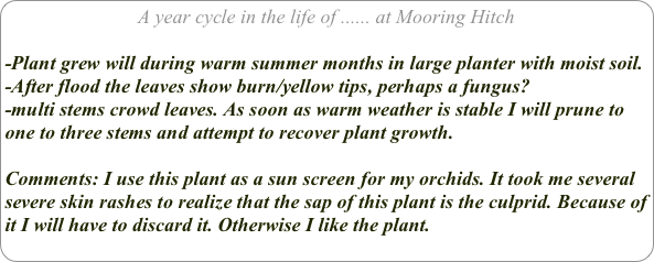 A year cycle in the life of ...... at Mooring Hitch

-Plant grew will during warm summer months in large planter with moist soil.
-After flood the leaves show burn/yellow tips, perhaps a fungus?
-multi stems crowd leaves. As soon as warm weather is stable I will prune to one to three stems and attempt to recover plant growth.

Comments: I use this plant as a sun screen for my orchids. It took me several severe skin rashes to realize that the sap of this plant is the culprid. Because of it I will have to discard it. Otherwise I like the plant.
