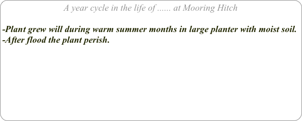 A year cycle in the life of ...... at Mooring Hitch

-Plant grew will during warm summer months in large planter with moist soil.
-After flood the plant perish.
